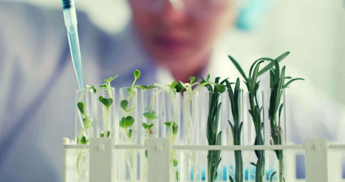 Scientist testing plants in test tubes