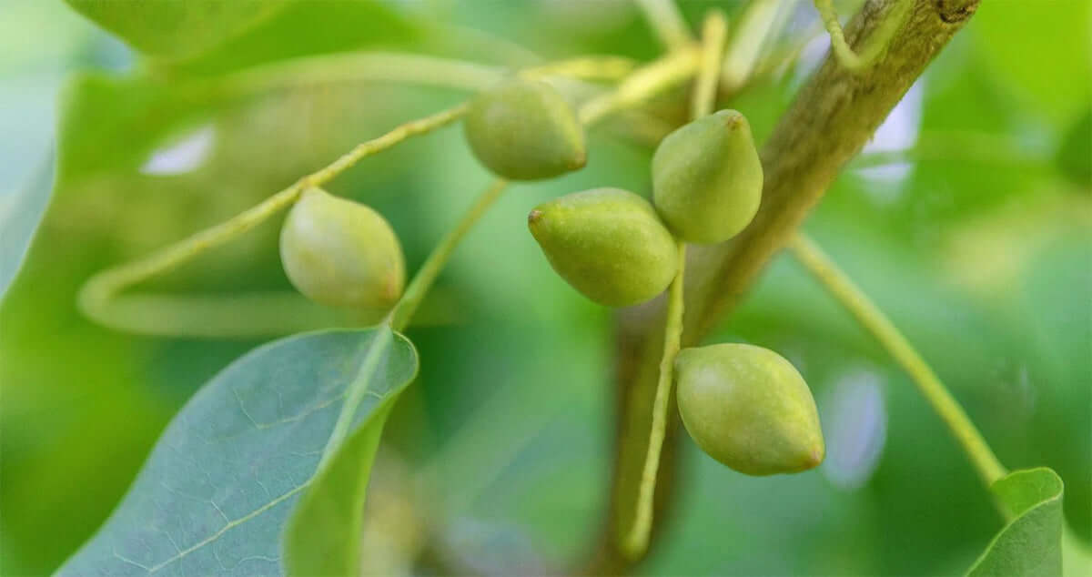 Kakadu plum benefits for skin shown in close-up with green fruit on tree branches.