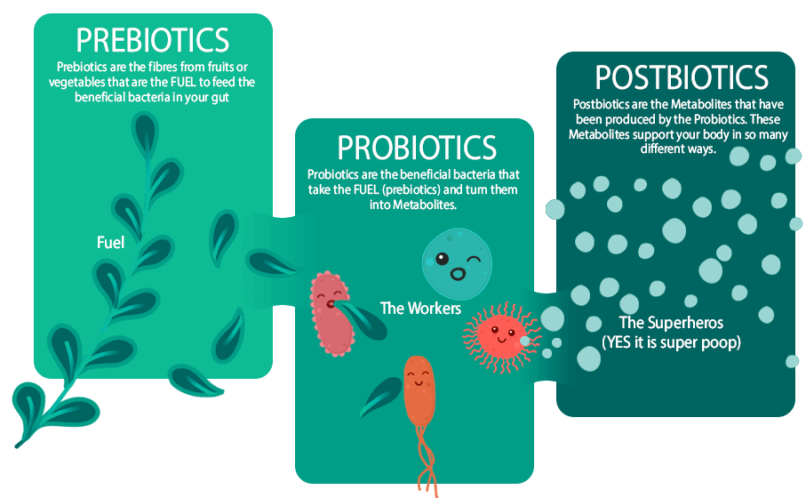 Prebiotic fibres feed the postbiotics which in turn produce Postbiotics.