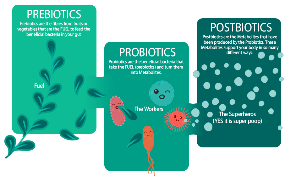 Prebiotic fibres feed the postbiotics which in turn produce Postbiotics.