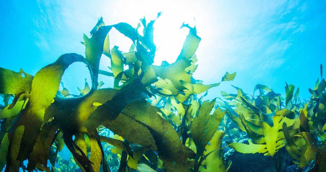 Seaweed underwater